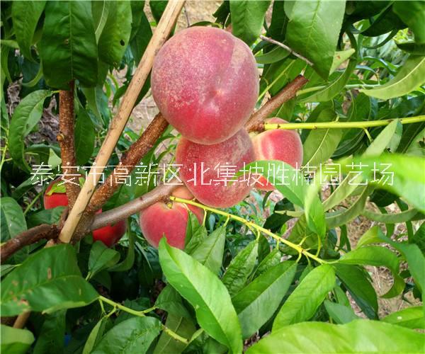 桃樹苗圖片/桃樹苗樣板圖 (4)
