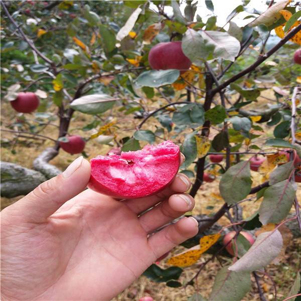 山東臨沂魯麗蘋果苗基地-山東臨沂魯麗蘋果苗批發(fā)價(jià)格-【北美海棠果樹苗流蘇苗綠化苗】