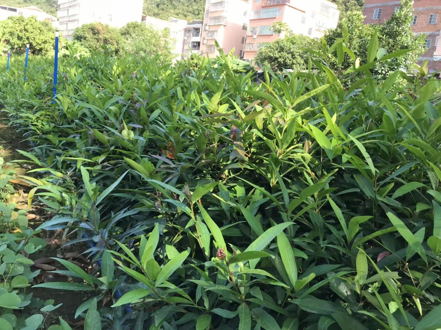水浦桃、紫浦桃圖片/水浦桃、紫浦桃樣板圖 (1)