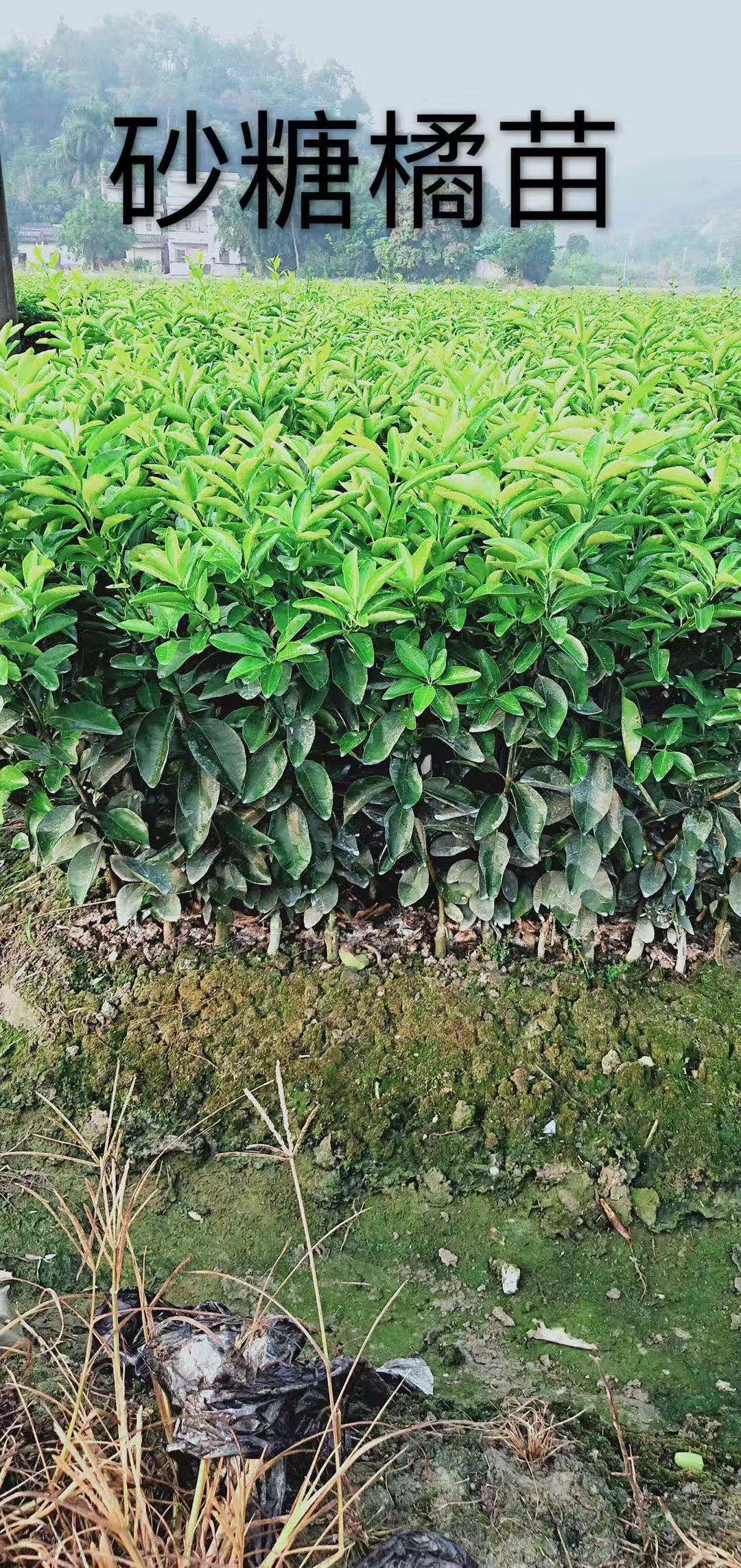 清遠(yuǎn)英德圖片/清遠(yuǎn)英德樣板圖 (3)
