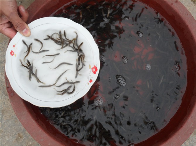 泥鰍養(yǎng)殖圖片/泥鰍養(yǎng)殖樣板圖 (2)