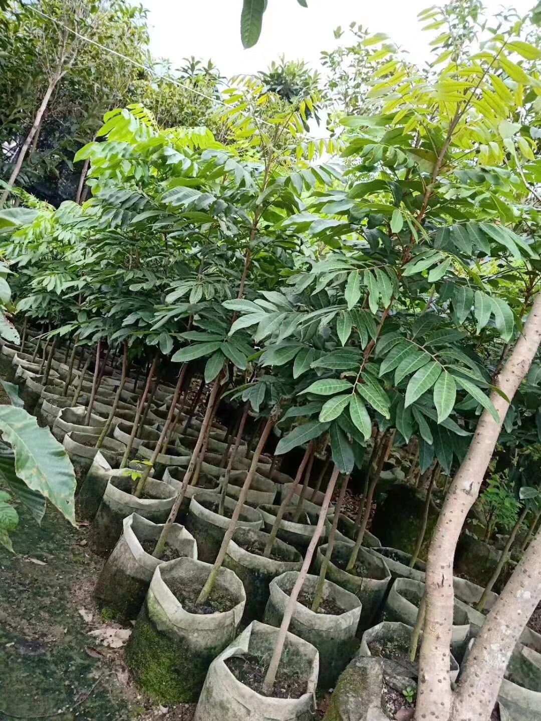 廣東清遠(yuǎn)英德石硤龍眼苗基地-廣東哪里有石硤龍眼苗賣-廠家直銷批發(fā)價(jià)格【阿賴果苗基地種植場(chǎng)】 廣東清遠(yuǎn)英德石硤龍眼苗基地