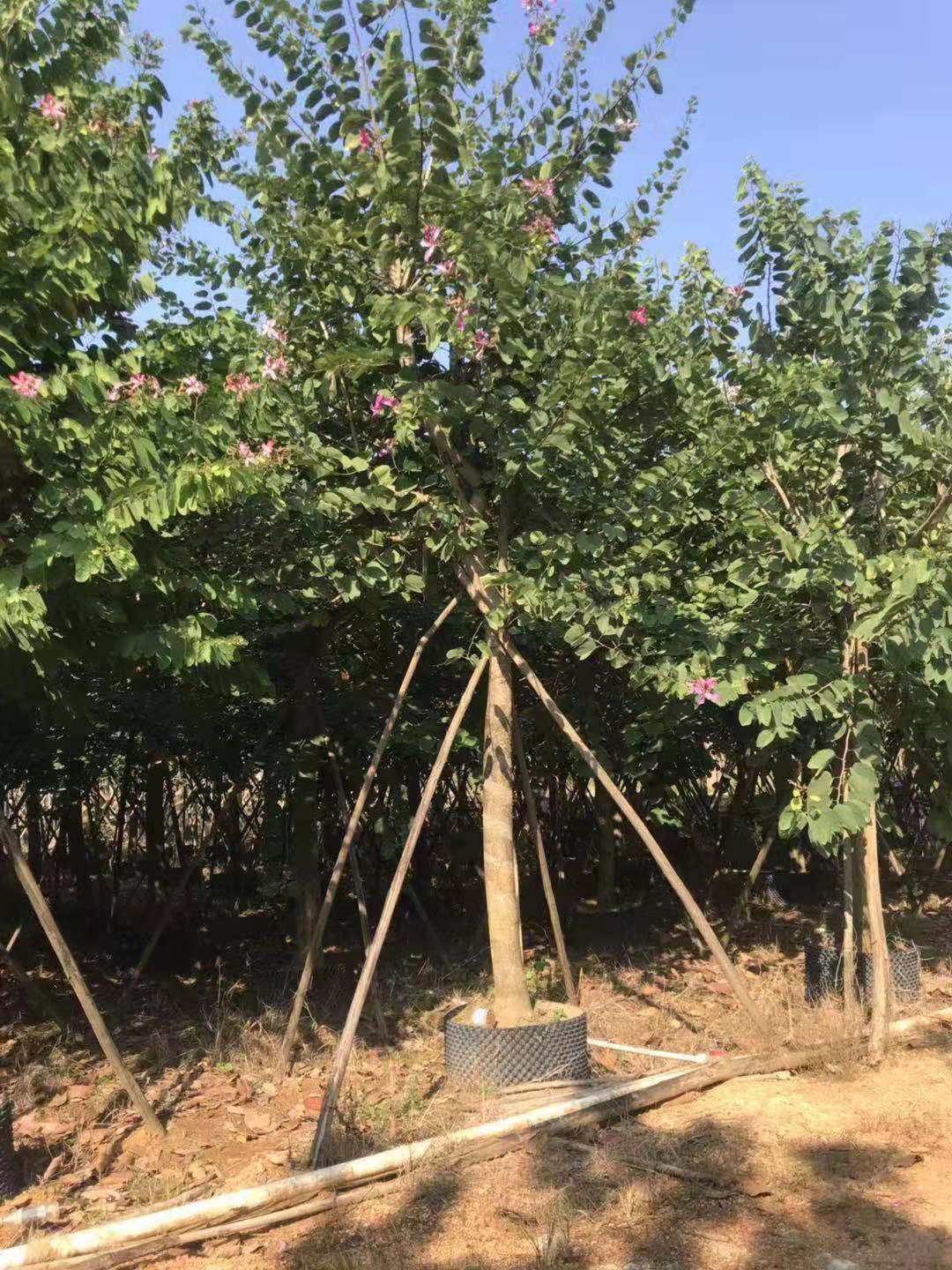 宫粉紫荆假植苗多少钱一颗-宫粉紫荆假植苗种植基地  宫粉紫荆假植苗订购