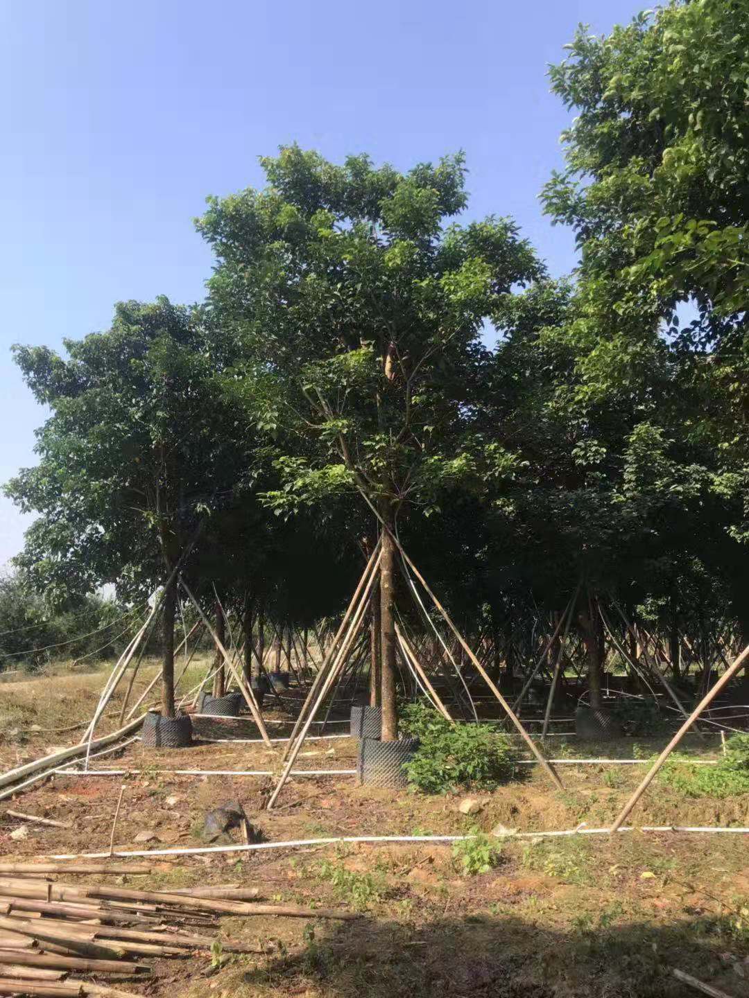 秋楓假植苗12-18公分多少錢圖片