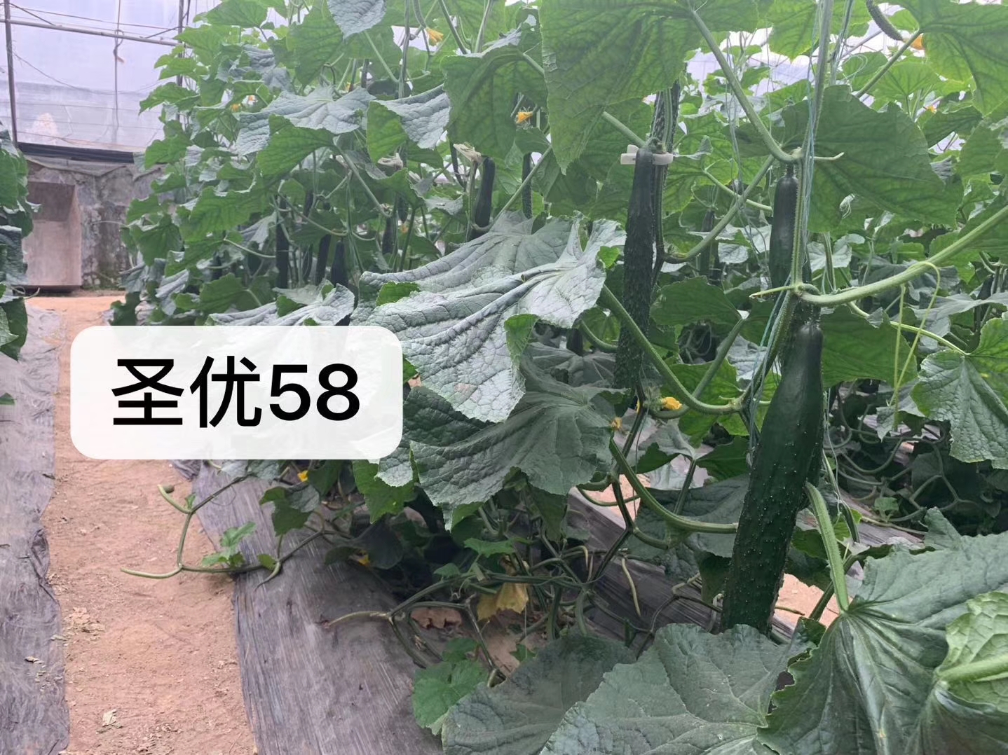 圣優(yōu)58越冬耐寒黃瓜種子 圣優(yōu)圖片/圣優(yōu)58越冬耐寒黃瓜種子 圣優(yōu)樣板圖 (3)