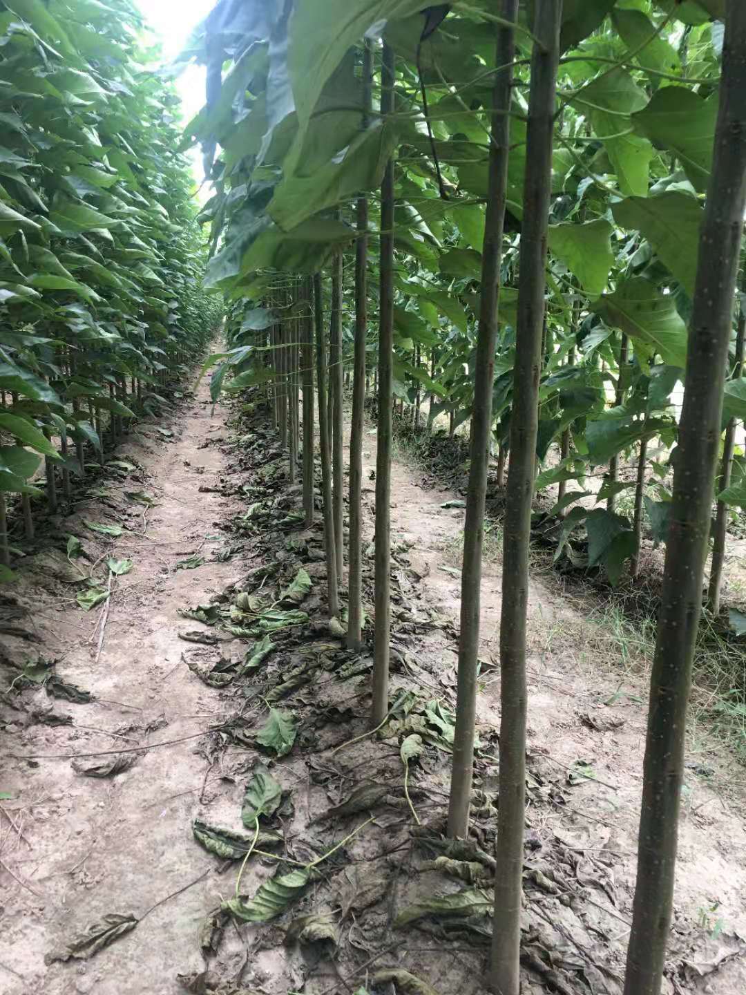 樹種苗圖片/樹種苗樣板圖 (4)