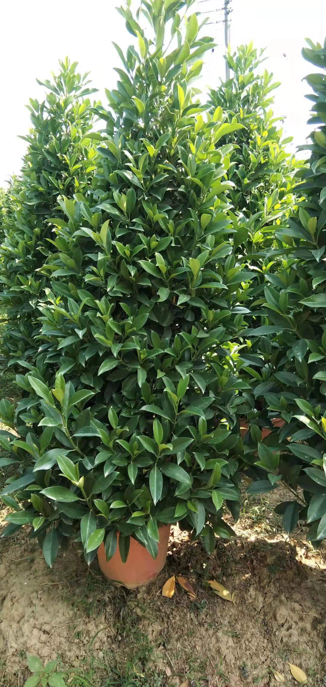 茉莉塔供應價格、價錢、批發(fā)【小二花木場】
