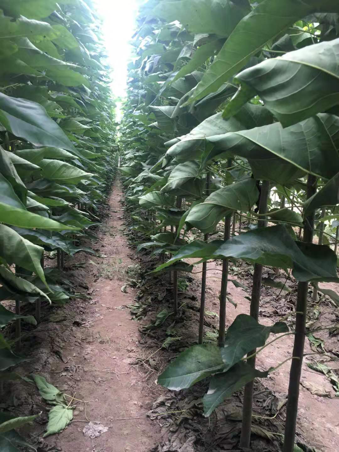 河北批發(fā)楸樹種苗價(jià)格_種植基地直銷