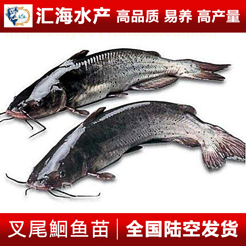 叉尾鮰圖片/叉尾鮰樣板圖 (1)