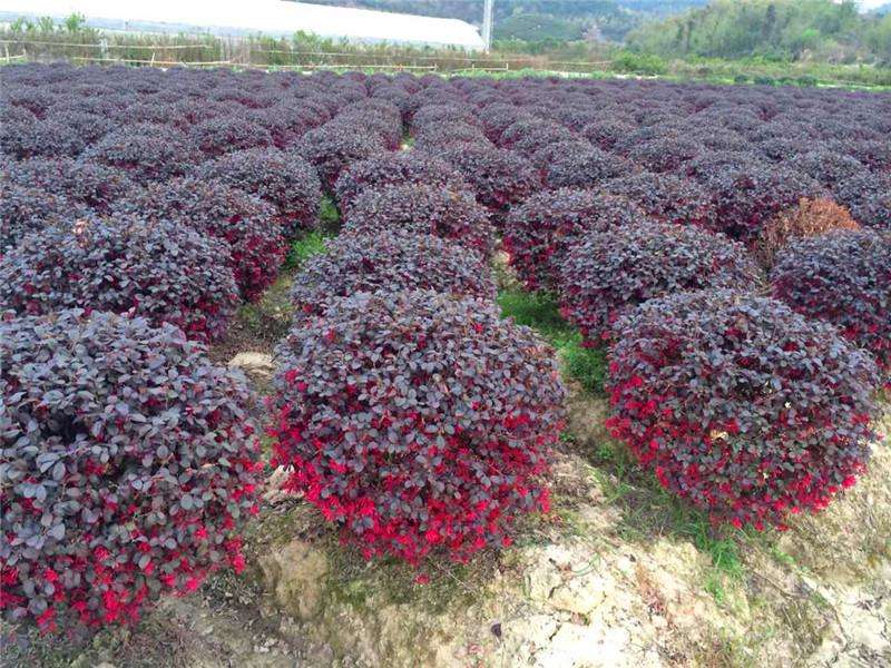 紅繼木球種植基地、價(jià)錢、批發(fā)【小二花木場】