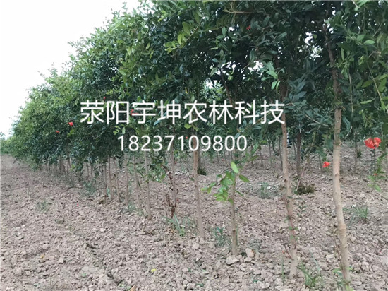 突尼斯軟籽圖片/突尼斯軟籽樣板圖 (2)