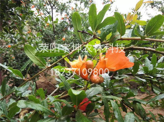 河陰*軟籽石榴樹苗 大量供應(yīng)滎陽河陰*軟籽石榴樹 大量批發(fā)滎陽河陰*軟籽石榴樹