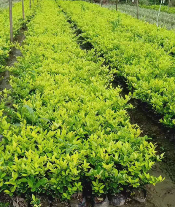 金森女貞圖片/金森女貞樣板圖 (4)