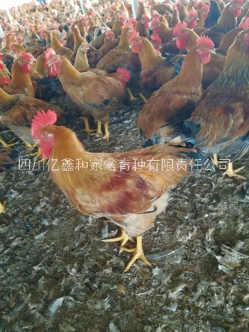 黃腳麻雞苗批發(fā)圖片/黃腳麻雞苗批發(fā)樣板圖 (1)