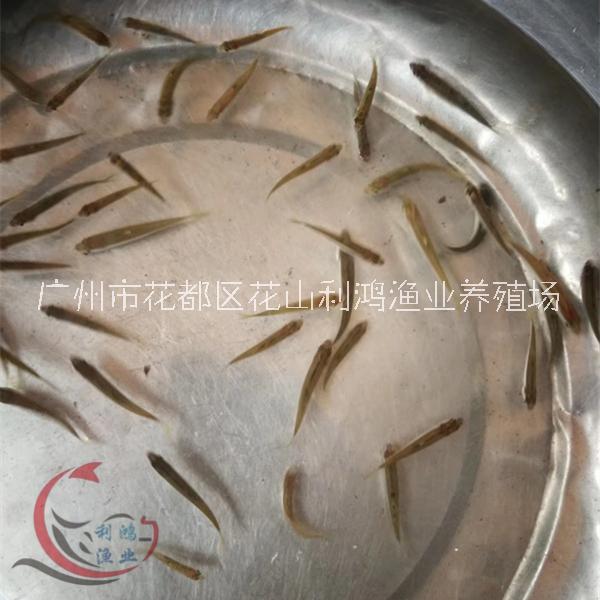 桃花圖片/桃花樣板圖 (3)