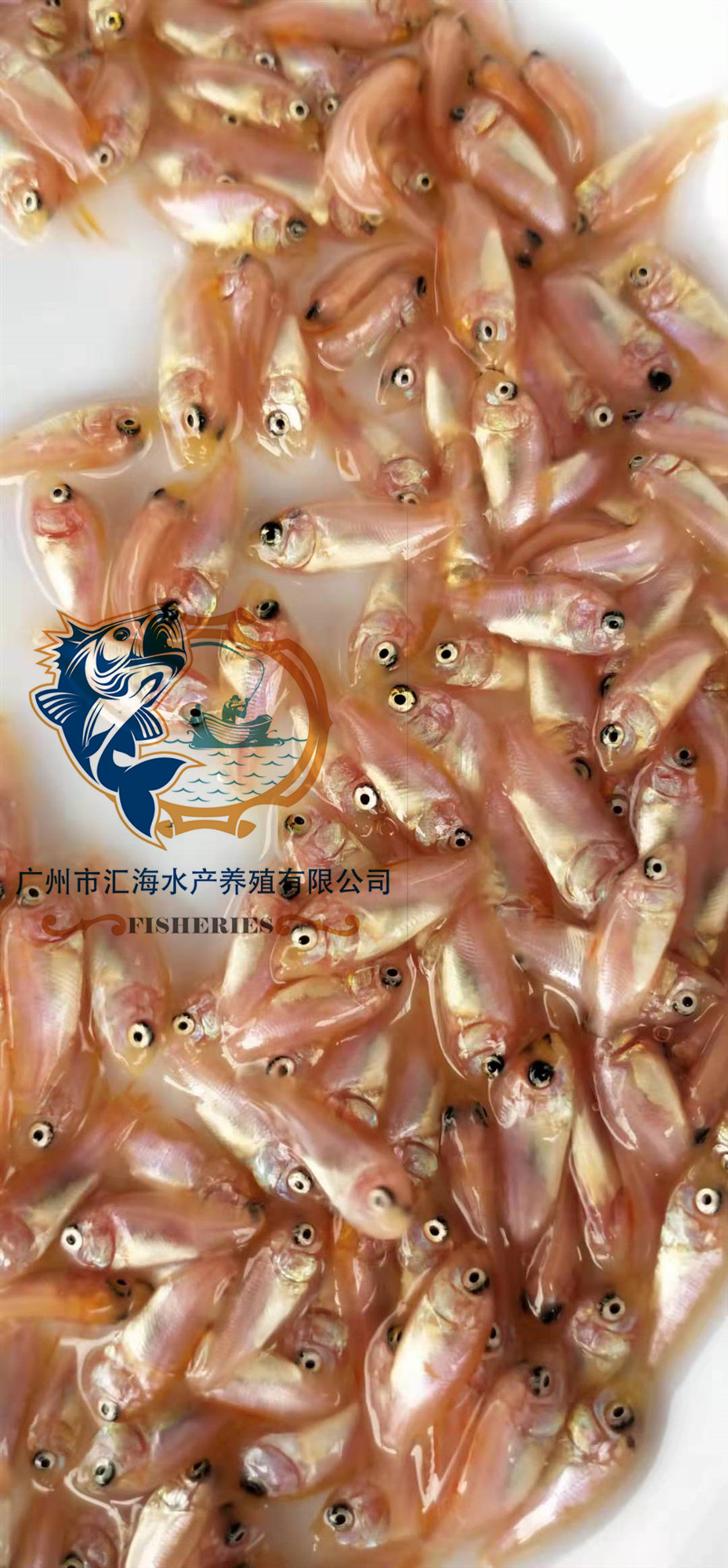 紅羅非魚苗 彩虹鯛魚苗豹紋紅羅非魚苗 羅非魚苗