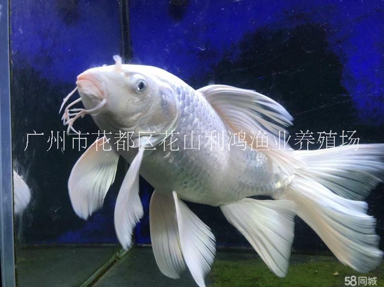 高檔觀賞魚(yú)圖片/高檔觀賞魚(yú)樣板圖 (1)