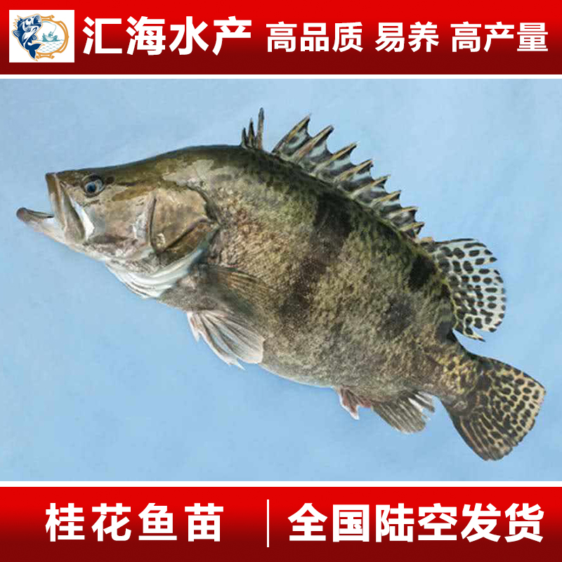 桂花魚苗圖片/桂花魚苗樣板圖 (1)