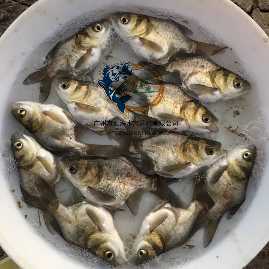 大頭魚苗圖片/大頭魚苗樣板圖 (2)