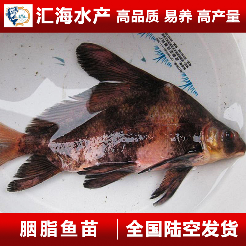 胭脂魚苗 一帆風(fēng)順魚苗 大口胭脂圖片/胭脂魚苗 一帆風(fēng)順魚苗 大口胭脂樣板圖 (1)