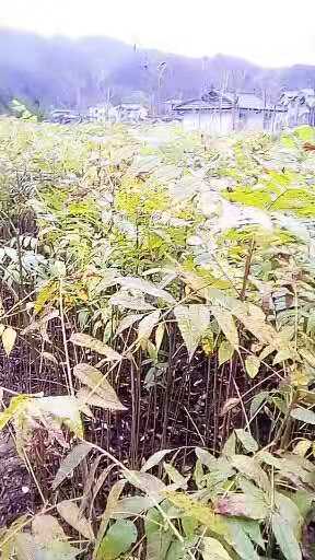 香椿樹苗圖片/香椿樹苗樣板圖 (4)