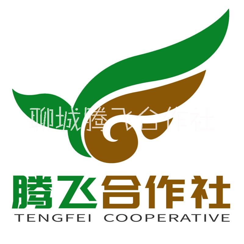 山東聊城圖片/山東聊城樣板圖 (4)