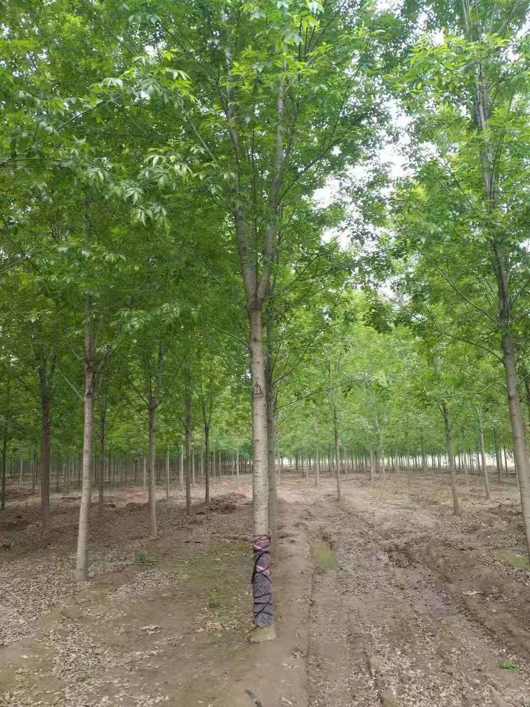 浙江白蜡种植基地批发价格