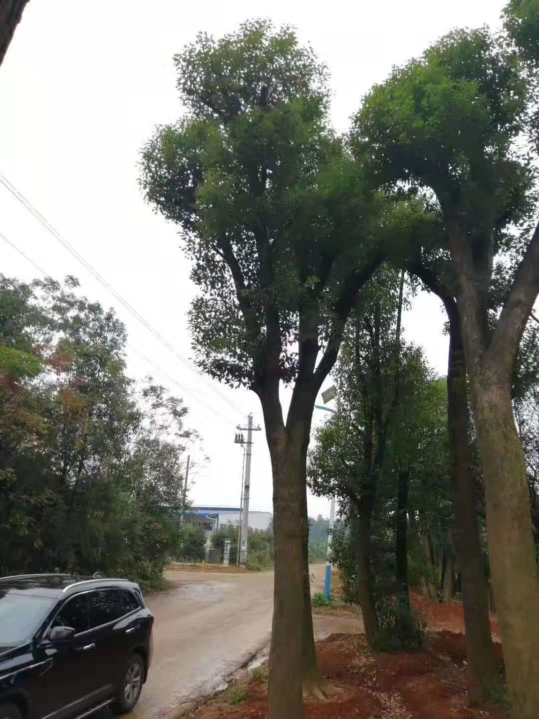 长沙市多杆香樟种植基地_多杆香樟价格_多杆香樟批发价格图片