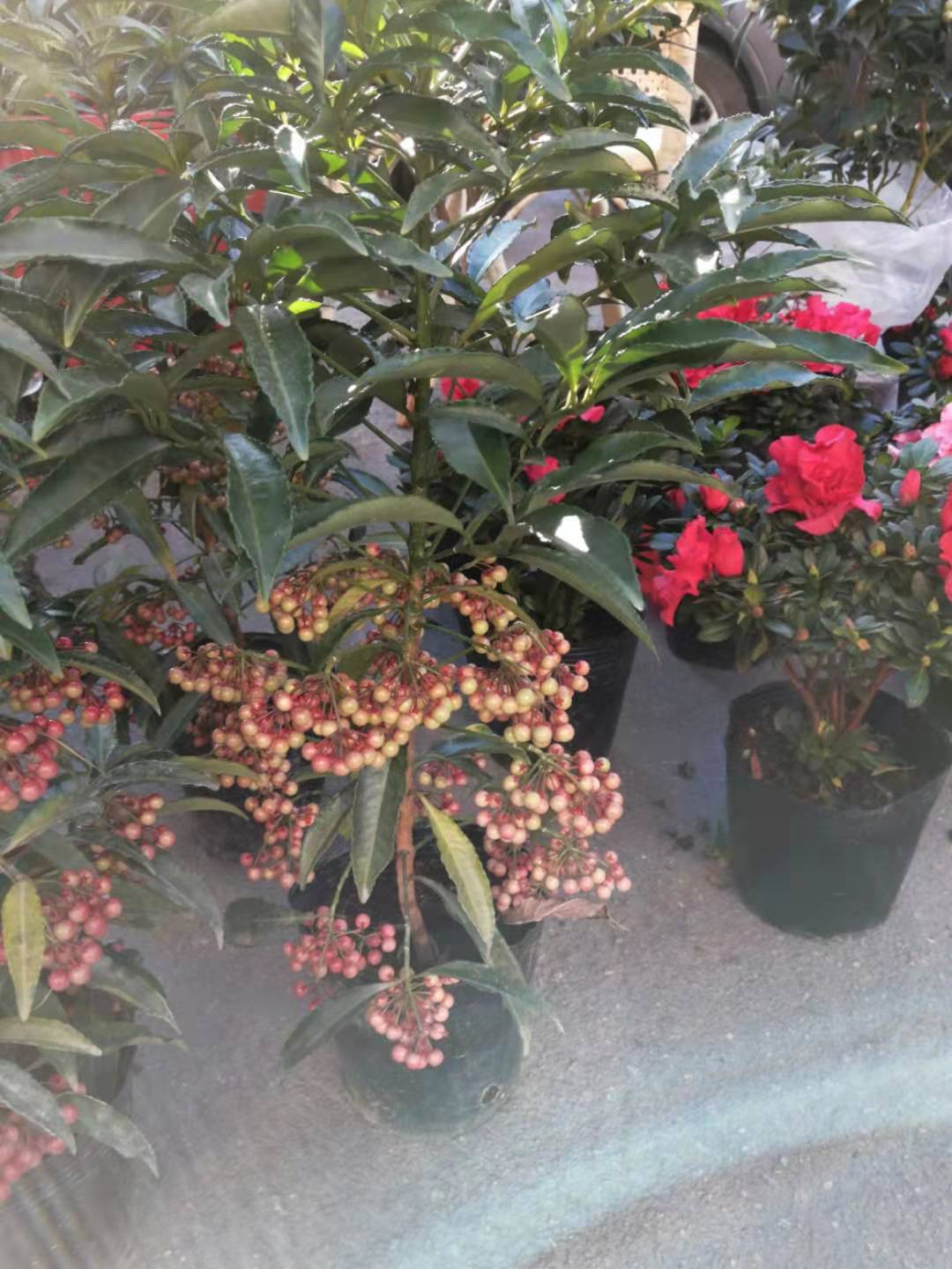 龍巖富貴子苗種植基地直銷(xiāo)價(jià)格_供應(yīng)商圖片