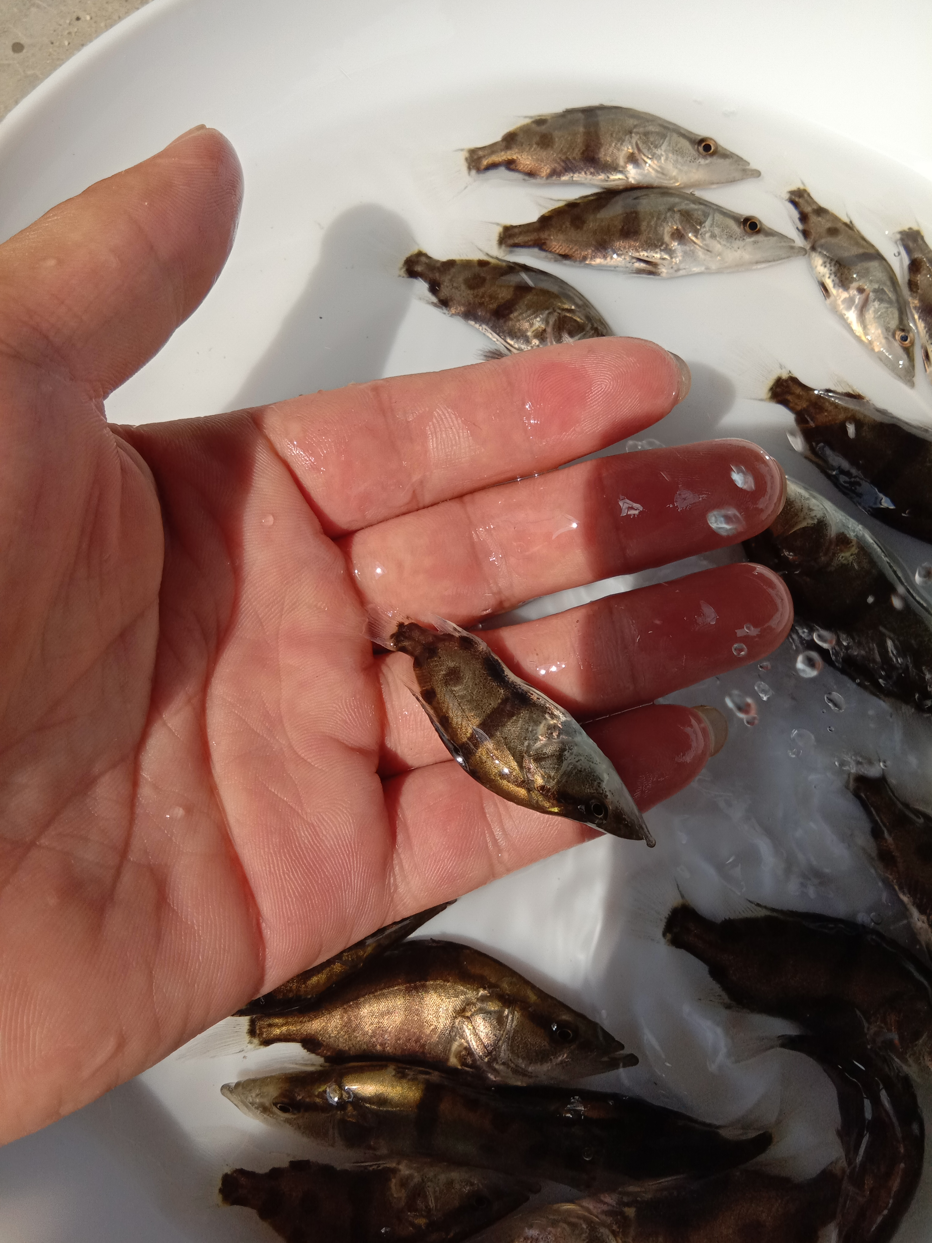 魚苗圖片/魚苗樣板圖 (3)