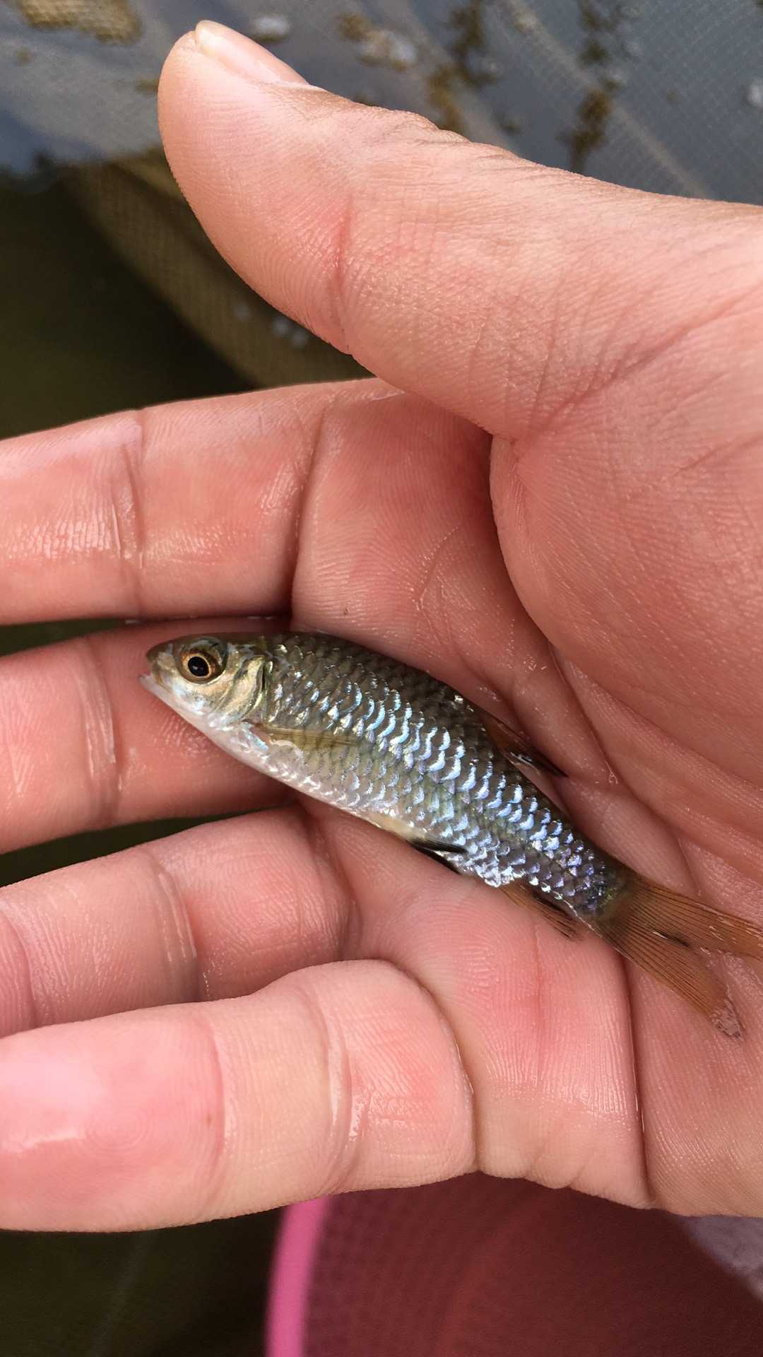 魚(yú)苗圖片/魚(yú)苗樣板圖 (2)