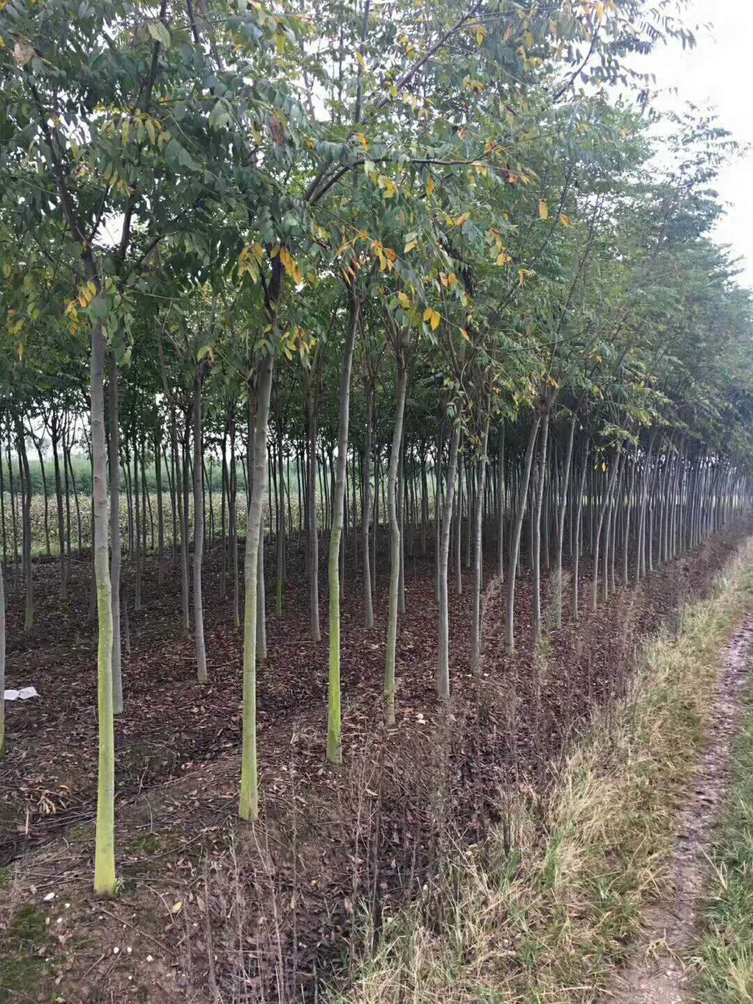 湖南香樟、种植、批发、价格、直销商【湖南奕希花卉园林有限责任公司】