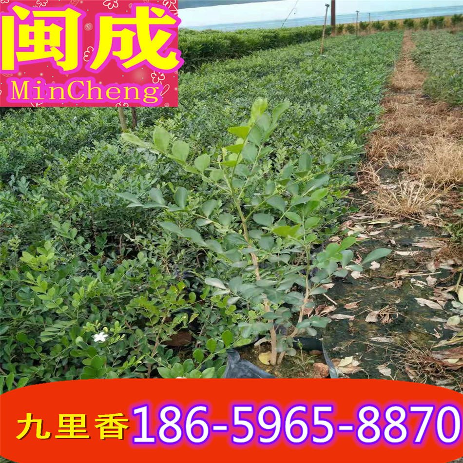 香袋圖片/香袋樣板圖 (4)