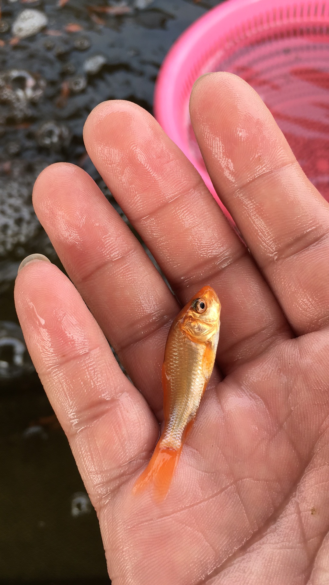 鯉魚(yú)魚(yú)苗圖片/鯉魚(yú)魚(yú)苗樣板圖 (2)