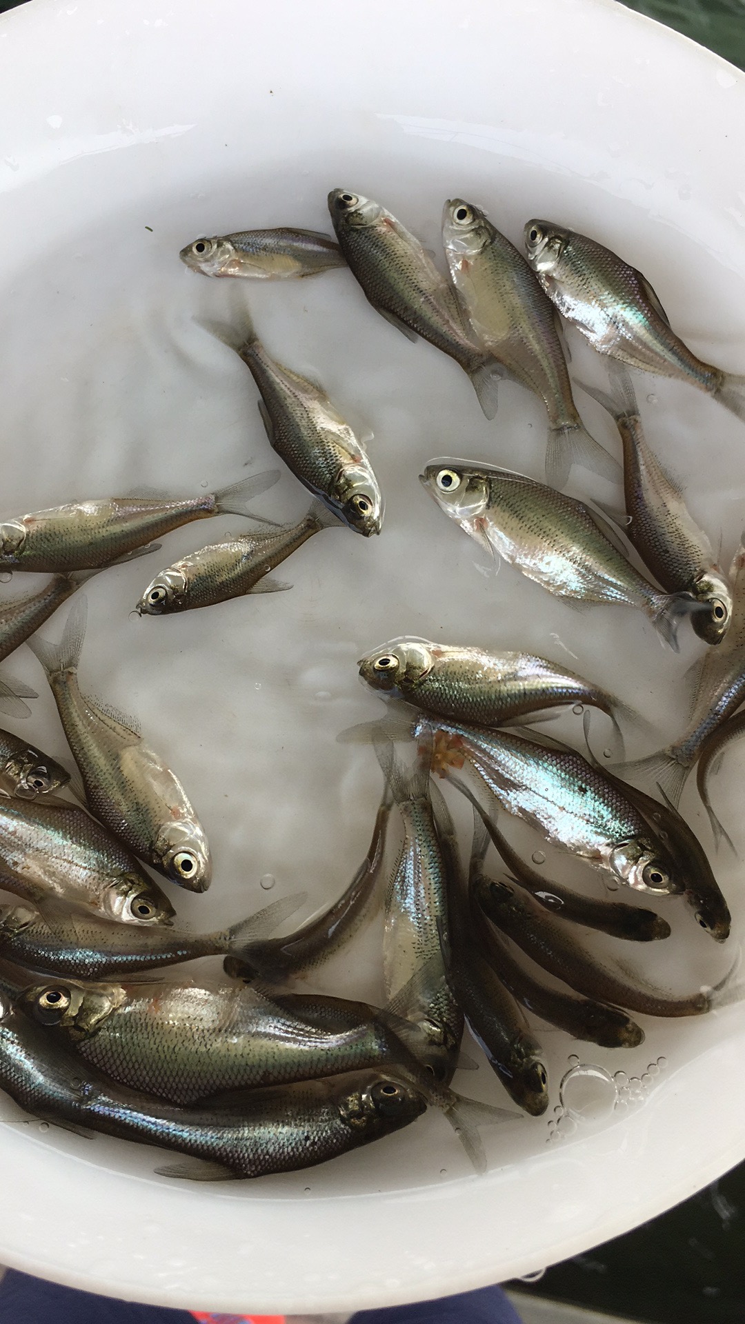 【優(yōu)質(zhì)魚苗】武昌魚苗 團(tuán)頭魴魚苗 縮項鳊 三角魴魚苗 廣東邊魚苗 武昌魚魚苗