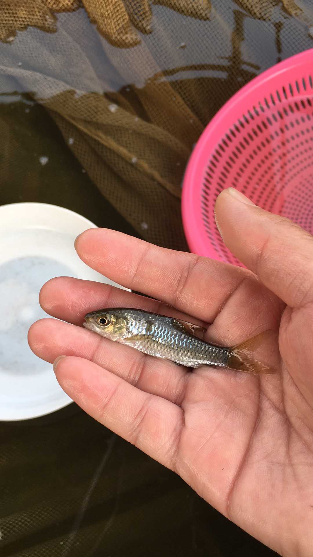 魚(yú)苗圖片/魚(yú)苗樣板圖 (3)