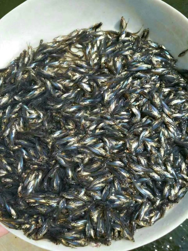巴沙魚圖片/巴沙魚樣板圖 (3)