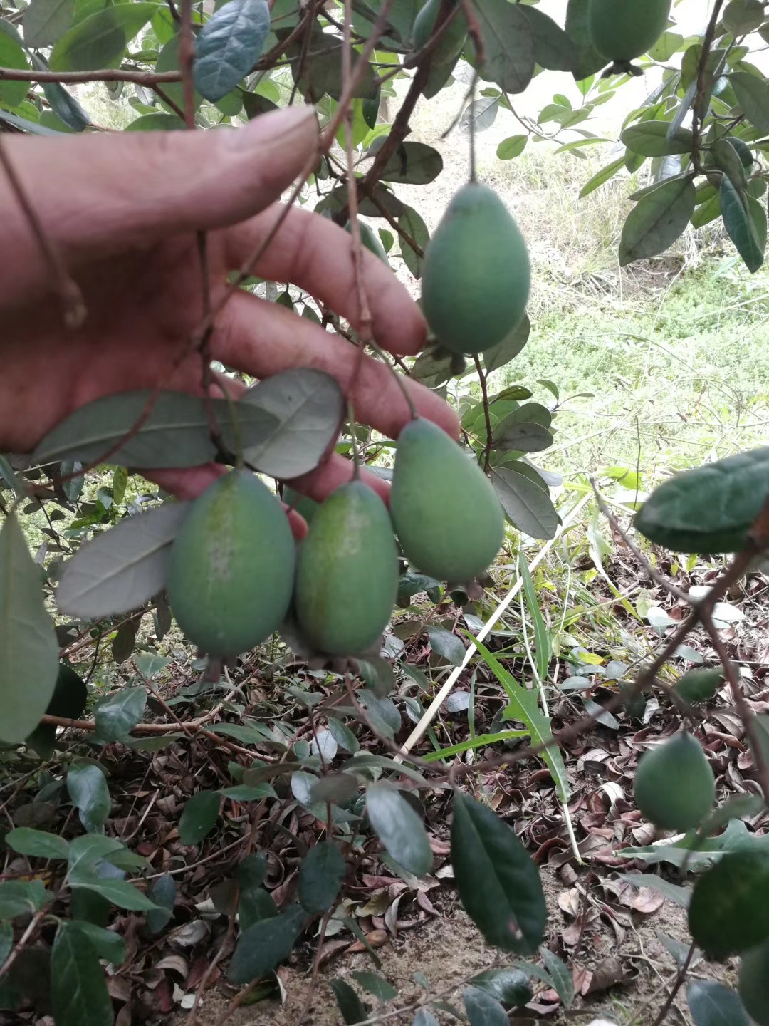 菲油果苗圖片/菲油果苗樣板圖 (2)