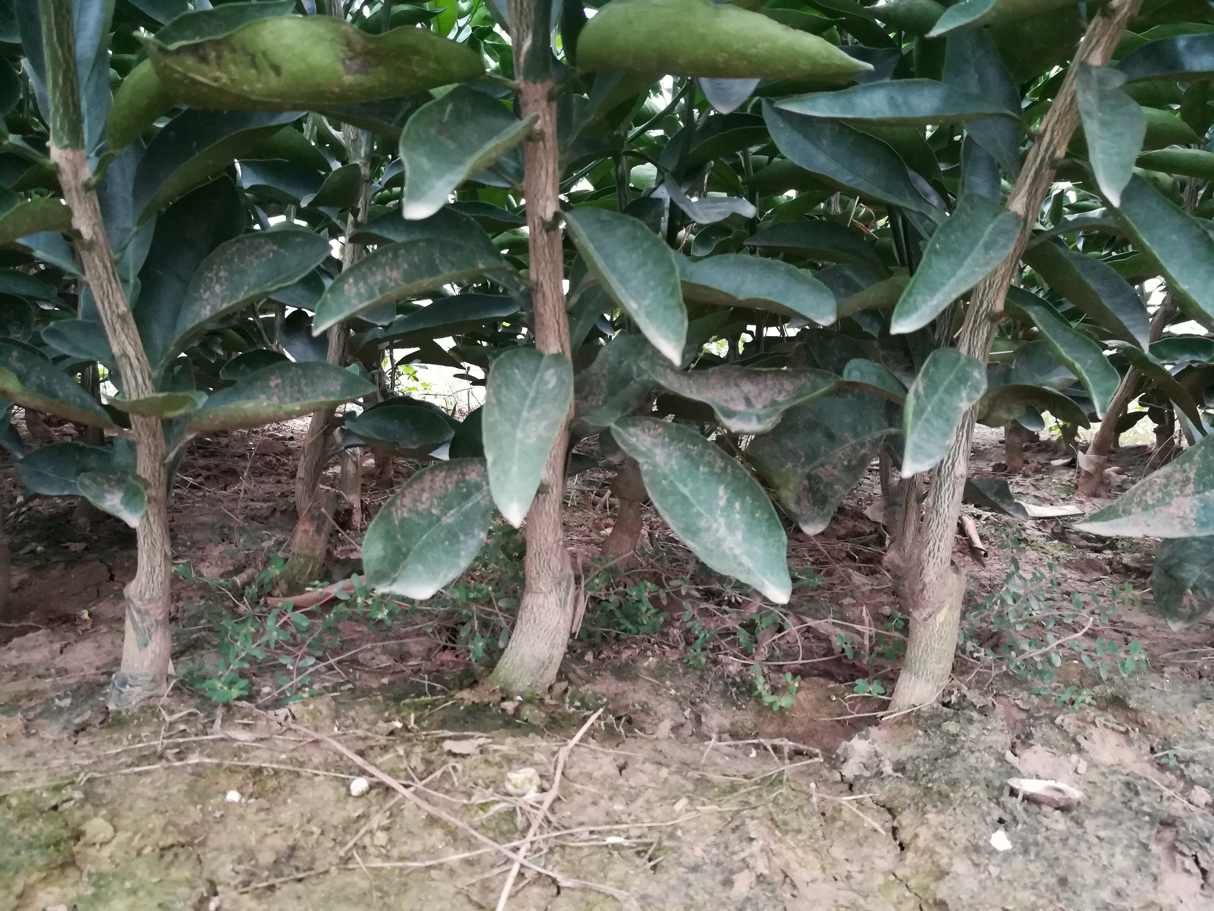 臍橙苗圖片/臍橙苗樣板圖 (2)