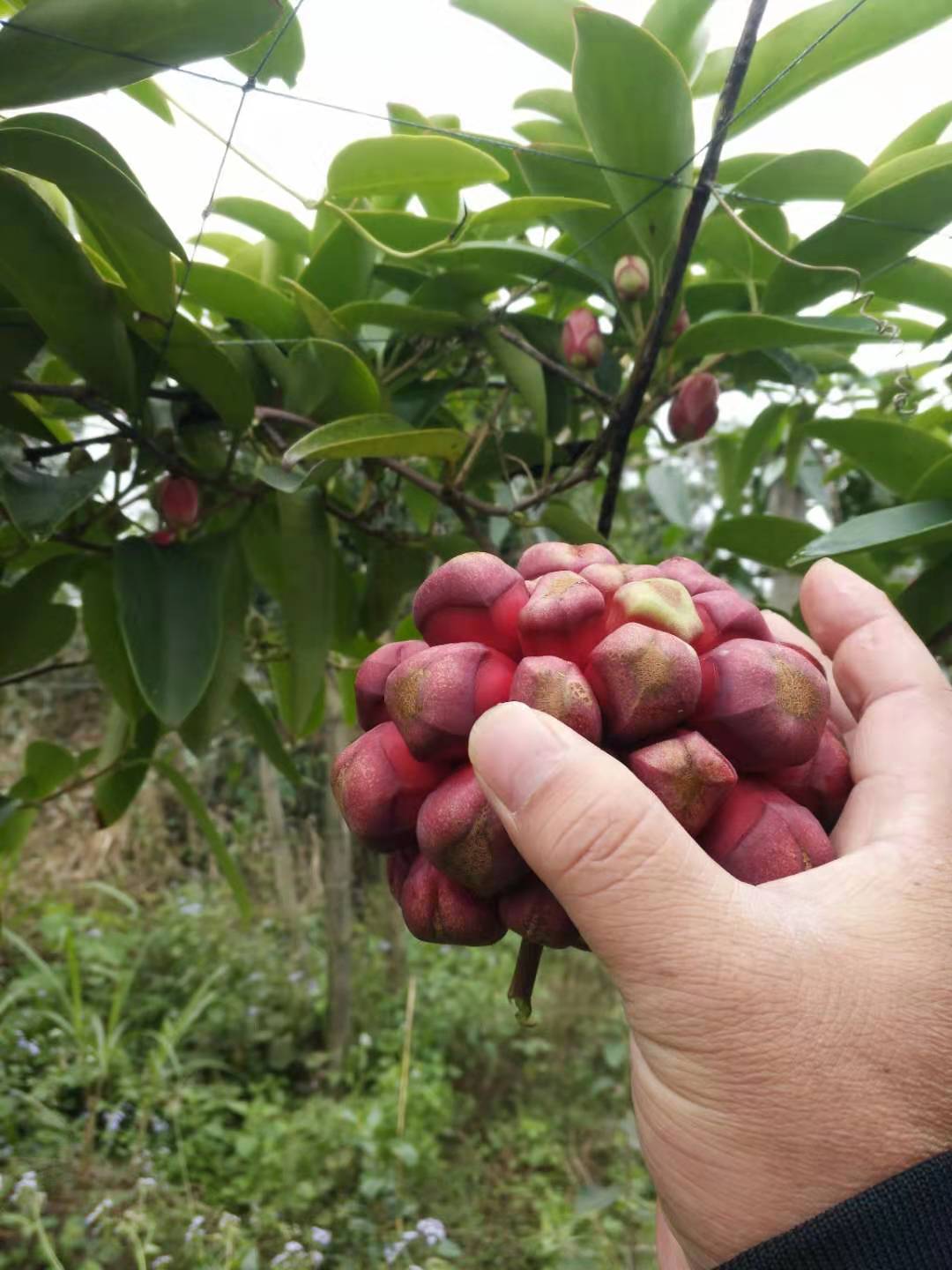 布福娜苗圖片/布福娜苗樣板圖 (3)