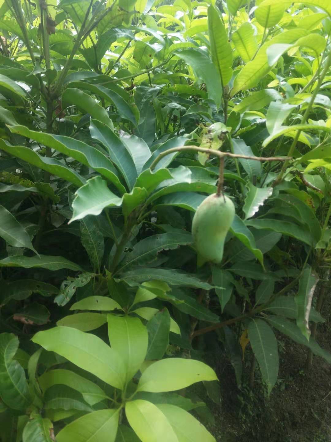 廣西玉林四季蜜芒苗基地_廣西玉林四季蜜芒苗批發(fā)_廣西四季蜜芒苗價格-種植批發(fā)【廣西容縣天香果苗場】