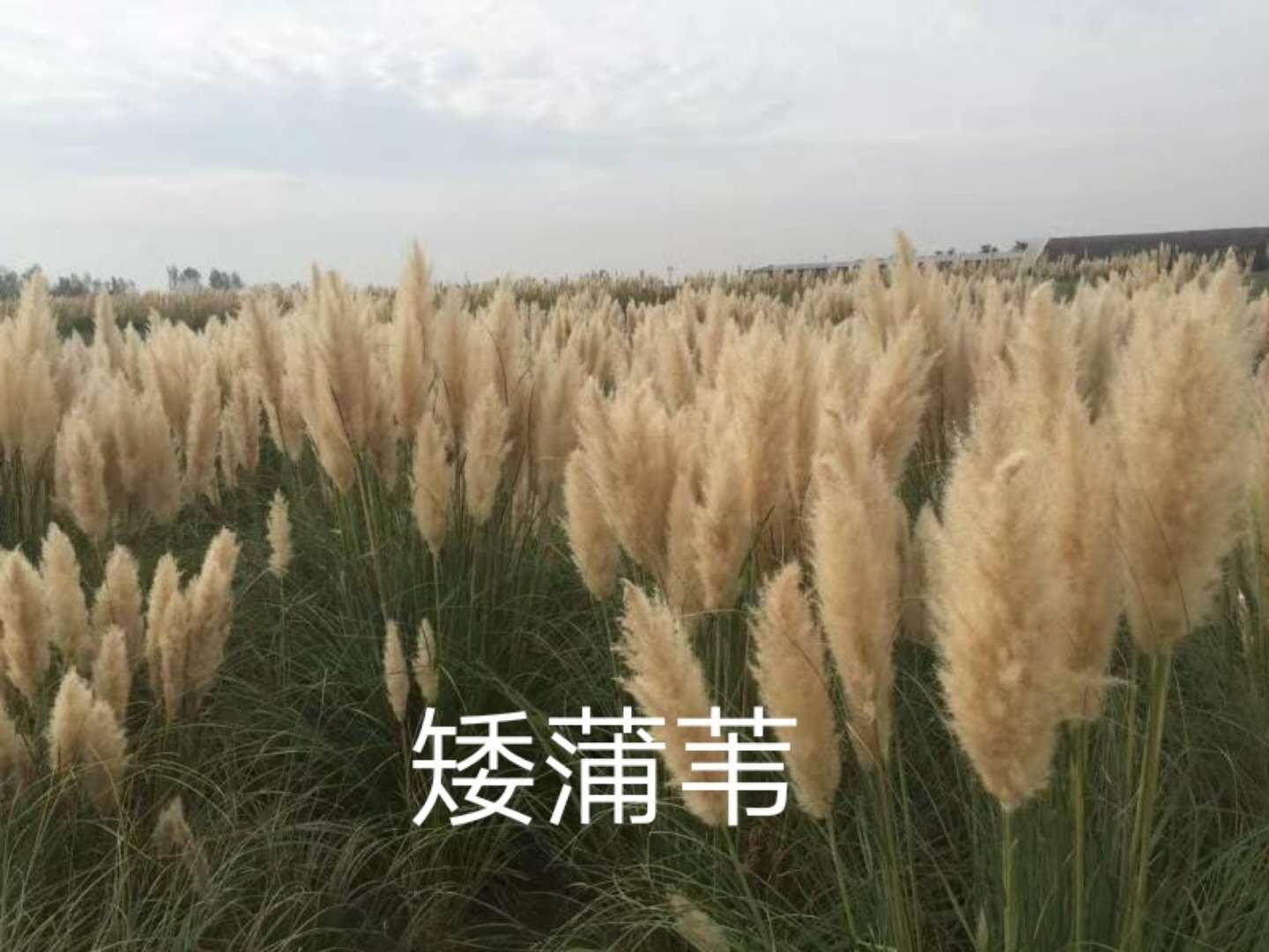 矮蒲葦草圖片/矮蒲葦草樣板圖 (2)