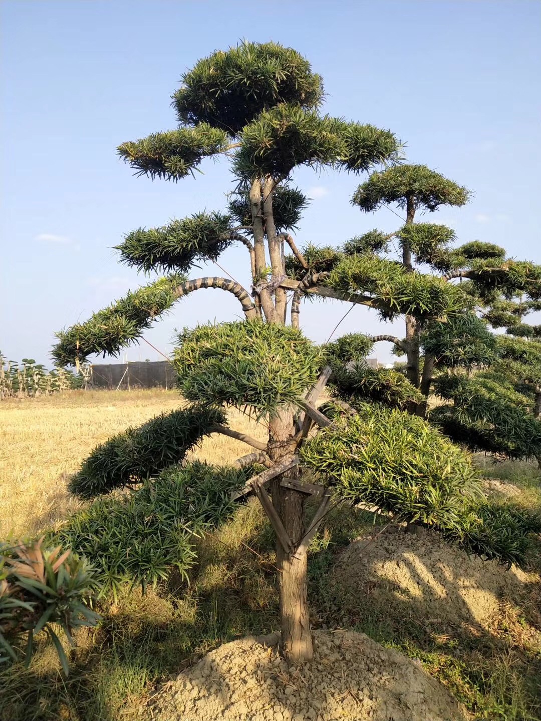 长沙市罗汉松造型厂家