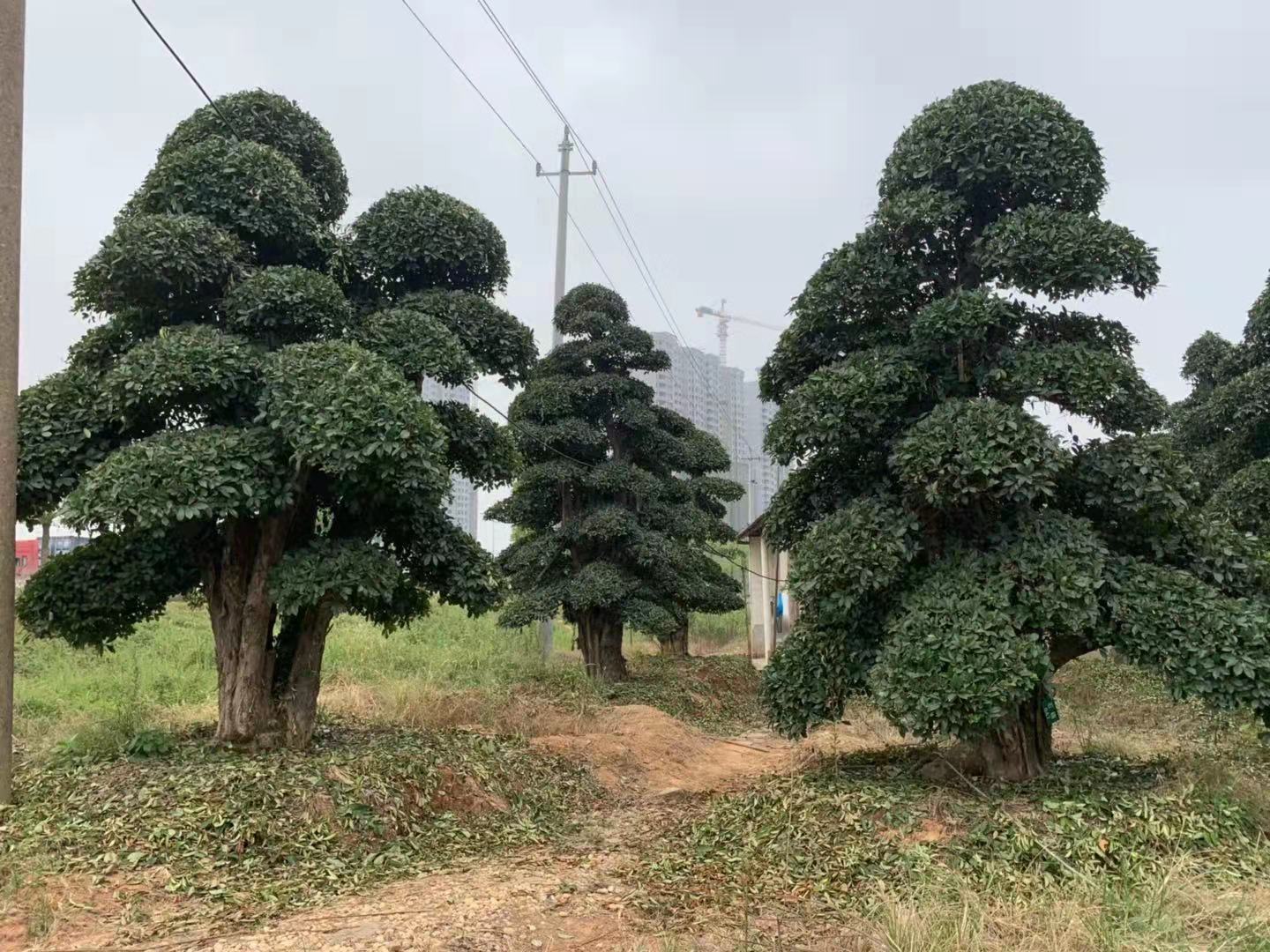 罗木石楠庄价格图片