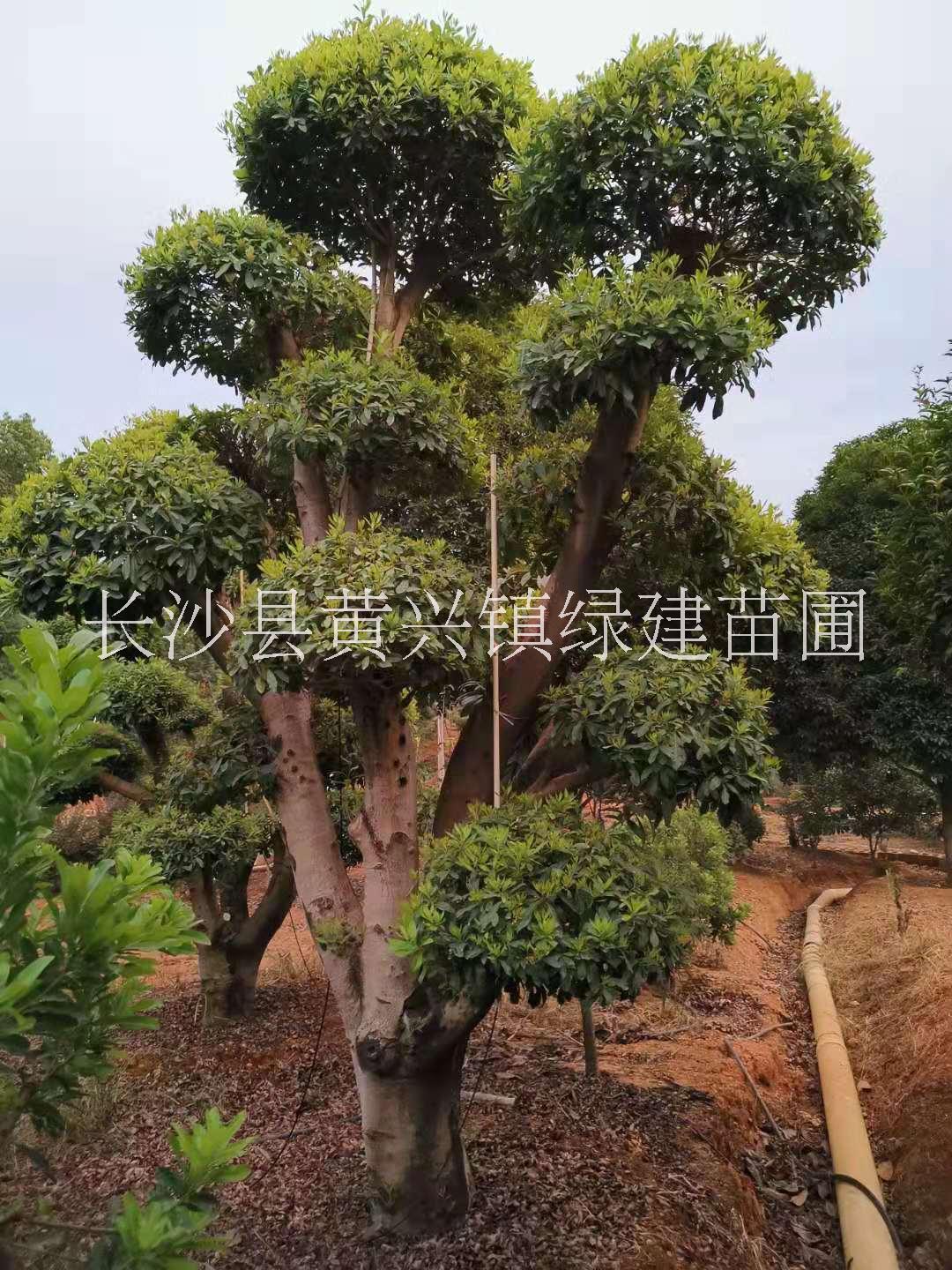 云南叢生造型楊梅樁基地直銷圖片/云南叢生造型楊梅樁基地直銷樣板圖 (2)