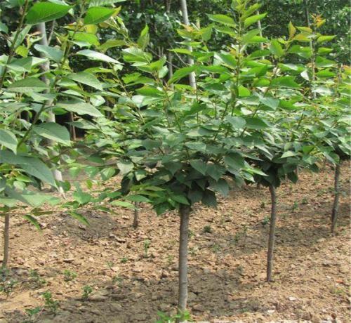 樱花树种植基地 园林专用观赏树苗 江苏苗木基地图片