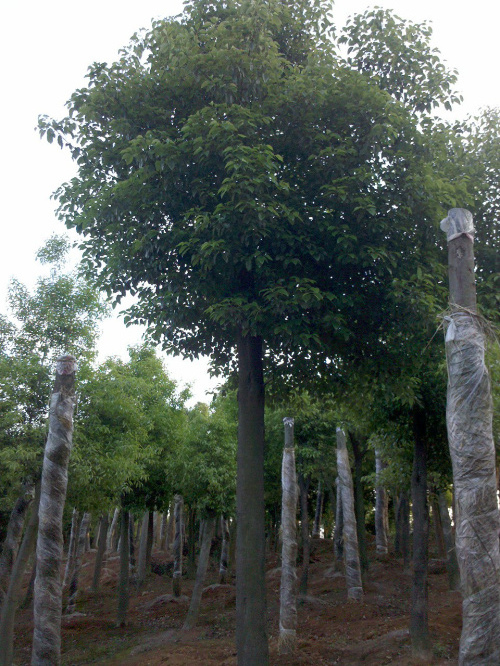 香樟江苏无锡市香樟树价格 绿化树苗批发 种植园林苗木基地