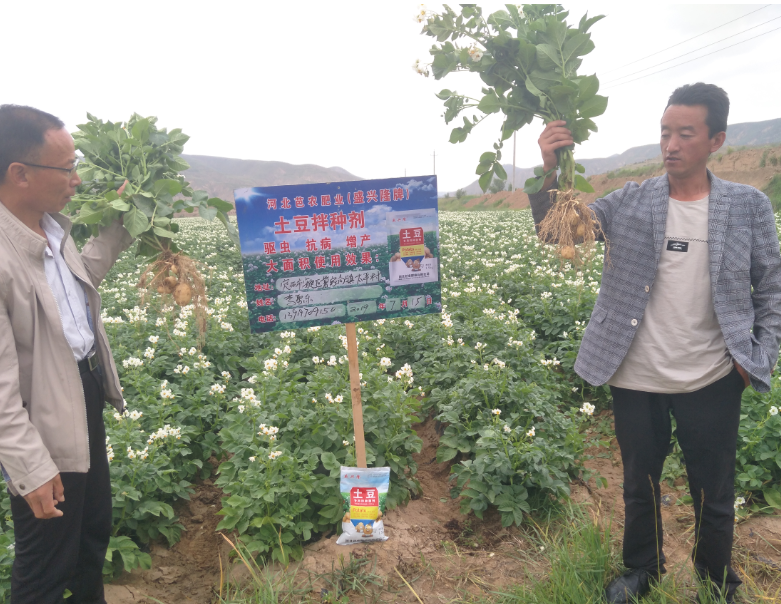 东莞市洋芋专用菌剂价格 洋芋专用菌剂批发厂家 土豆专用菌剂价格