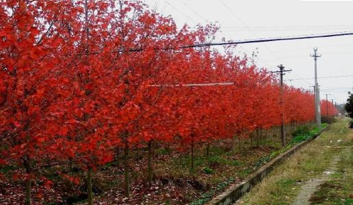 精品红枫树价格 红枫种植基地 紫红鸡爪槭批发