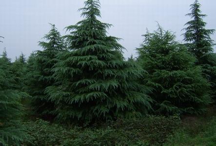 南京市雪松种植基地 园林绿化苗木批发 苗圃场电话图片